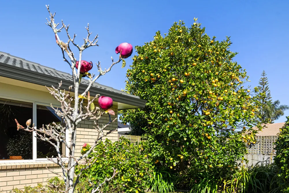 Photos of 40 Settlers Grove