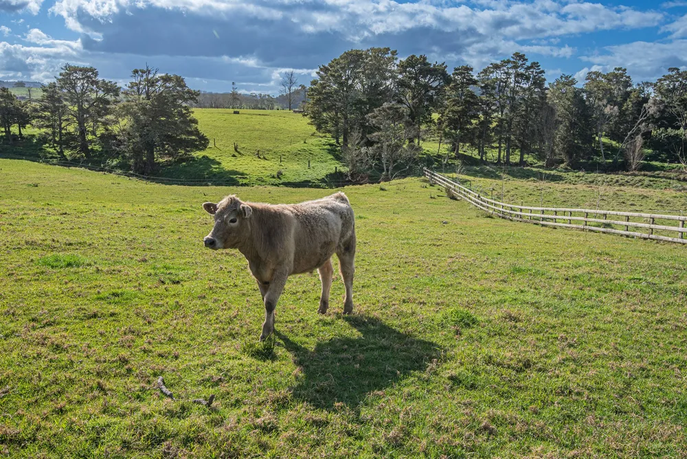 Photos of 783 Whareora Road