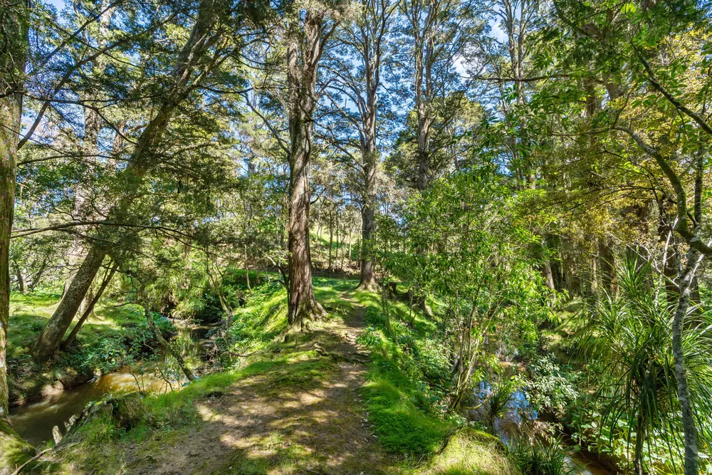 Photos of 83 Waitangi Road