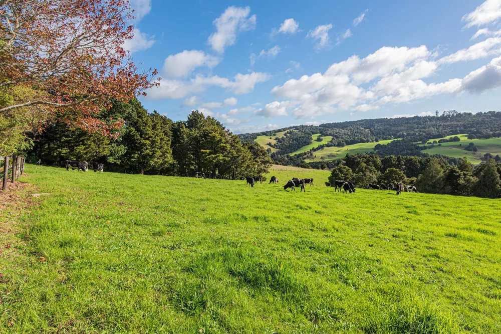 Photos of 43 Waiariki Road