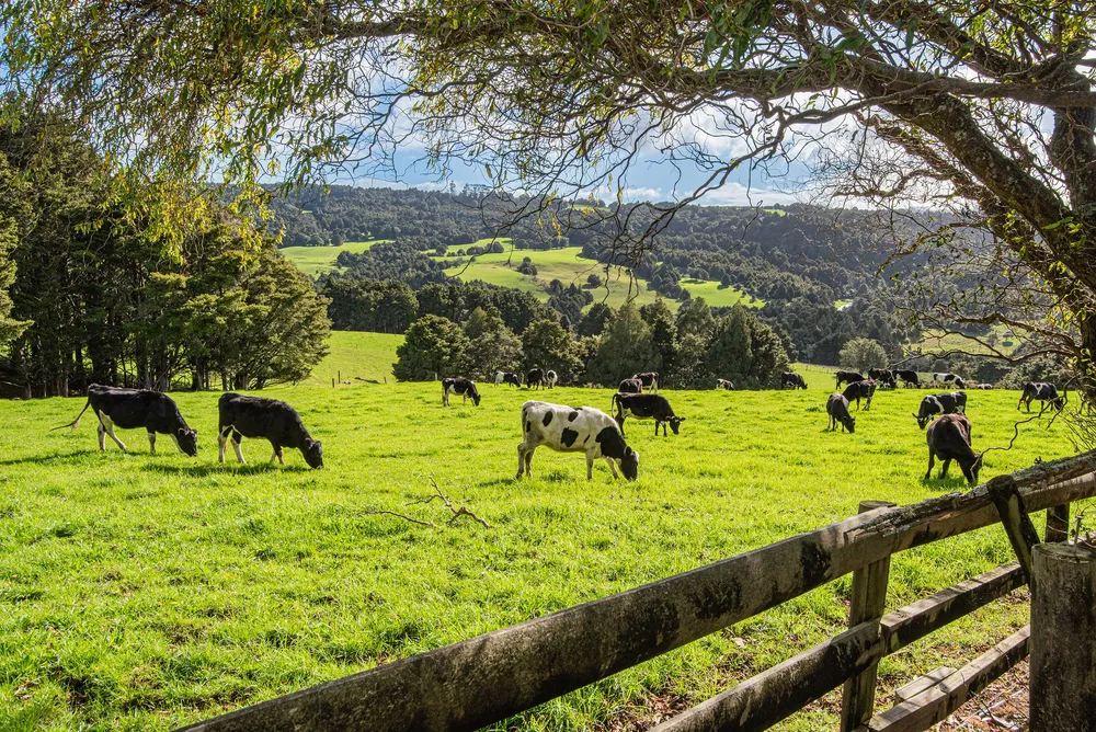 Photos of 43 Waiariki Road