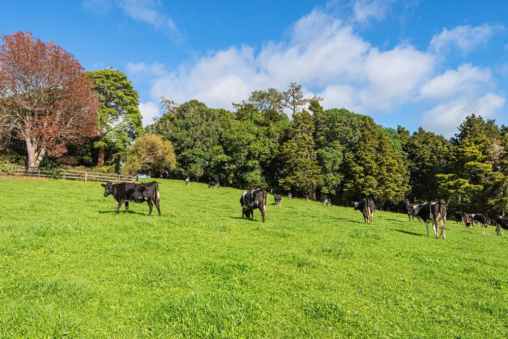 Photos of 43 Waiariki Road