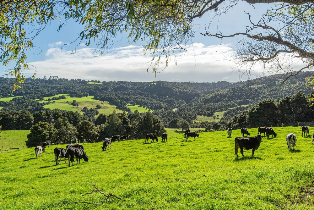 Photos of 43 Waiariki Road
