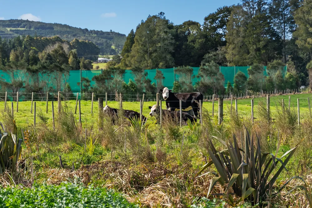 Photos of 46 Kahikatea Drive