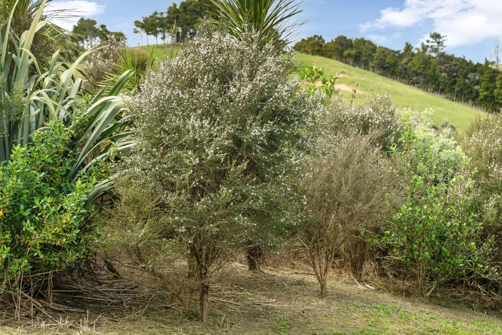 Photos of 133 Devich Road