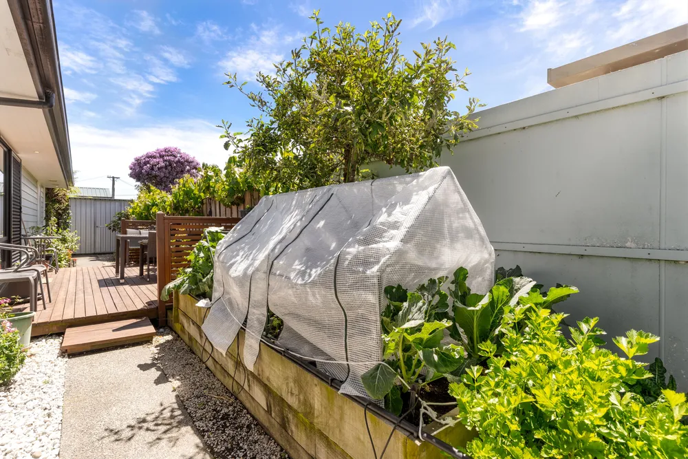 Photos of 17A Mahoe Street