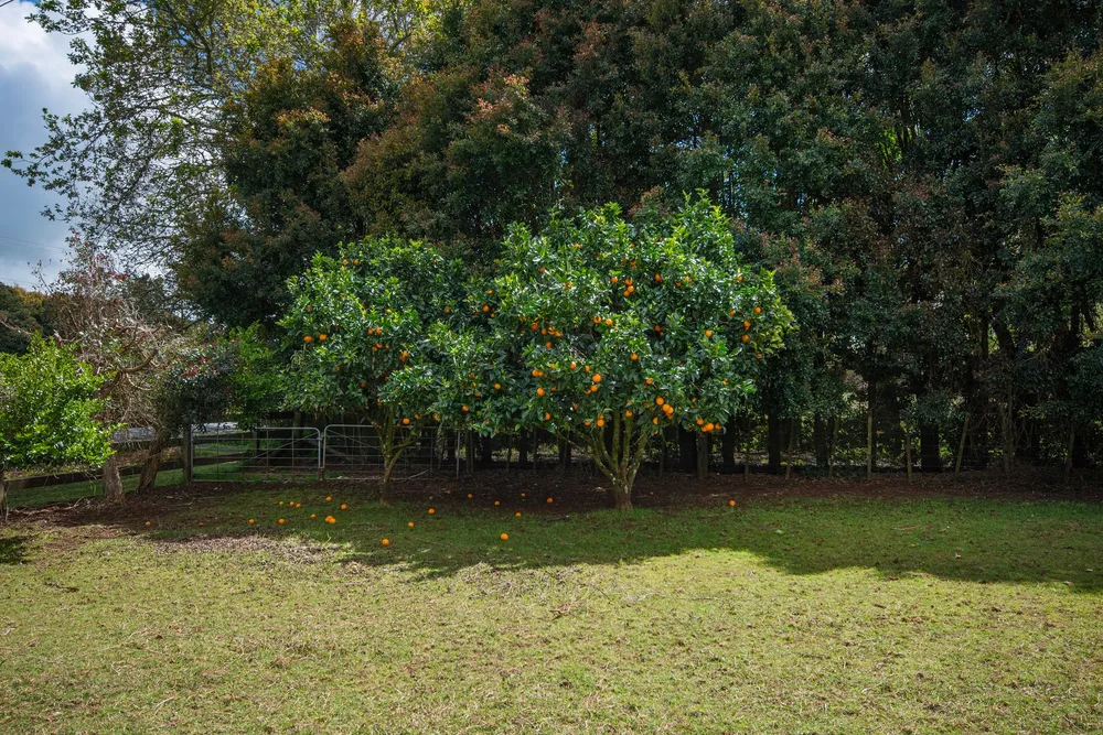 Photos of 68 Kara Road