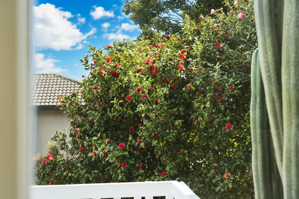 Photos of 227 St Andrews Road